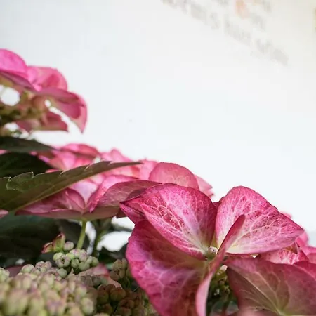 Permoser 公寓 施图拜河谷新施蒂夫特