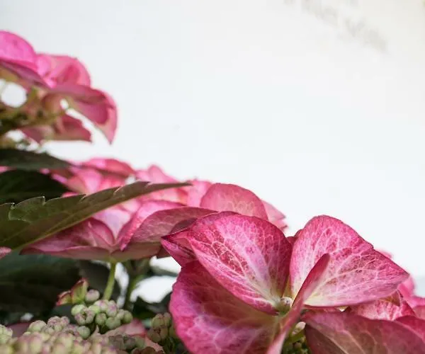 Permoser 公寓 施图拜河谷新施蒂夫特